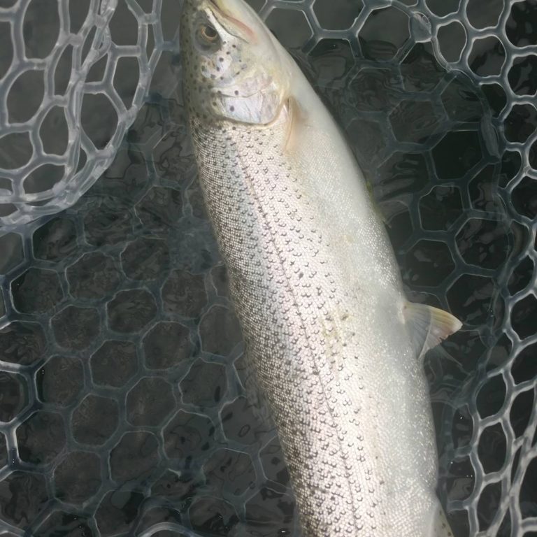 Fishing Reports >Guided Saltwater Fly Fishing Seattle Puget