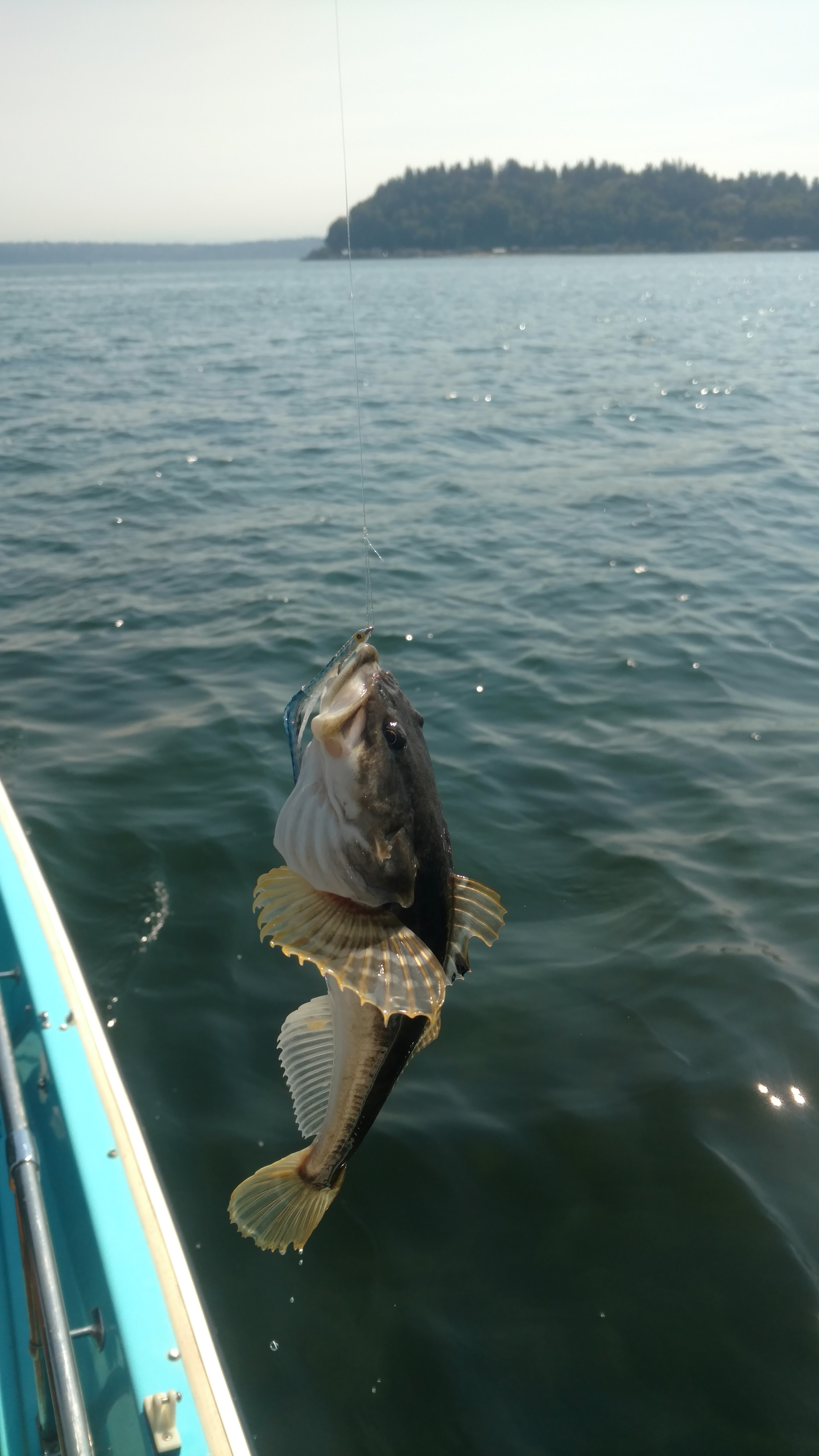Guided Saltwater Fly Fishing Tacoma, Seattle Puget Sound