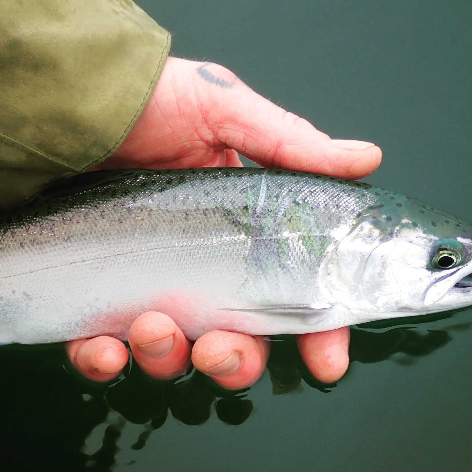 Easy Breezy Resident Coho Salmon Fishing in Puget Sound Report